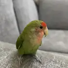 طيور روز ماشاءالله