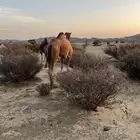 للبيع بكره