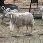 خروف حري فحل