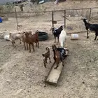 غنام البيع محايل عسير