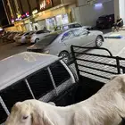 عنز هولنديه صنف الصنف