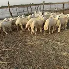 بهم وسط 31