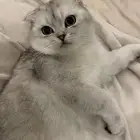 تزاوج سكوتش