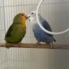 جوز روز