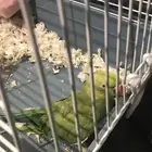 ببغاء دره