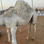 حشو مناسبات حشوان بريه