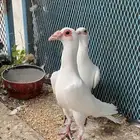 حمام شامي سوري