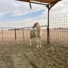 للبيع فحل حري صنف مشروط