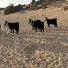 معزا خلفات طيبه