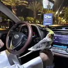 كروان اليف