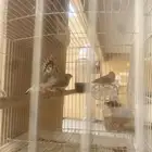 ثنتين إناثي وذكر مع شبكه