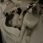 قطط تبني