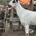 عرض عنز فاخره