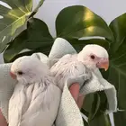 فرخ روز البينو من اهل غير صافين