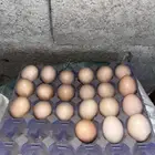 بيض براهما كولمبي دم صافي بيور