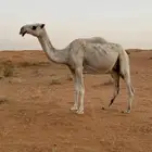 للبيع عشرا