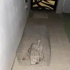شبك اللبيع