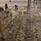 جذعات هولنديه طيبه
