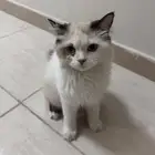 قطوه