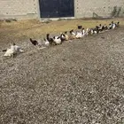 60 ديك بلدي وفيومي وفرنسي تزيد تنقص