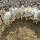 طليان