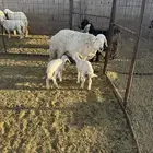 للبيع نعجه والد معها رخلين