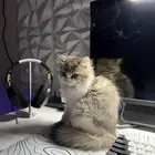 قطة شيرازي للبيع