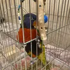 ببغاء لوري للبيع