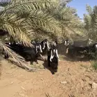 معزاء عوراض وحبشيه وحجازيه