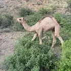 حاشي للبيع