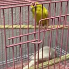 زوج بادجي هولندي منتج مع فرخين