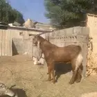 سوق مواشي الاحساء