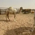 بكرة حقة وضحى طيبة للبيع