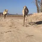 بكره هجن للبيع