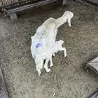 شاة جامع شقا عليها رخل بيشة