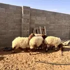 بهم نعيم