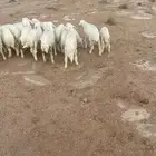 بهم حري مراح واحد