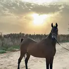 فرس مصريه بيور