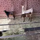عنز ولد للبيع