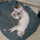 أنا عندي بسس للبيع خمسة صغار مع امهم
