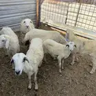 بهم حريات ورفيد للتربيه