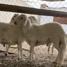 خرفان للبيع