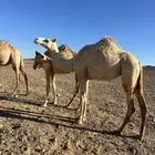 بكره