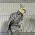 ذكر دومنت باستل فيس