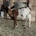 ماعز قزم قزمي