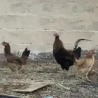 دجاج