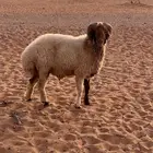 فحل نعيمي