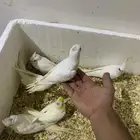 فروخ كروان غر للبيع