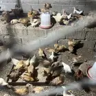 دجاج بلدي مشكل