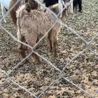 تيوس للبيع